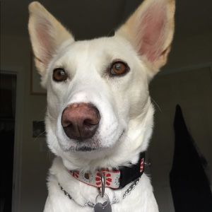 Meet your Posher, Jack